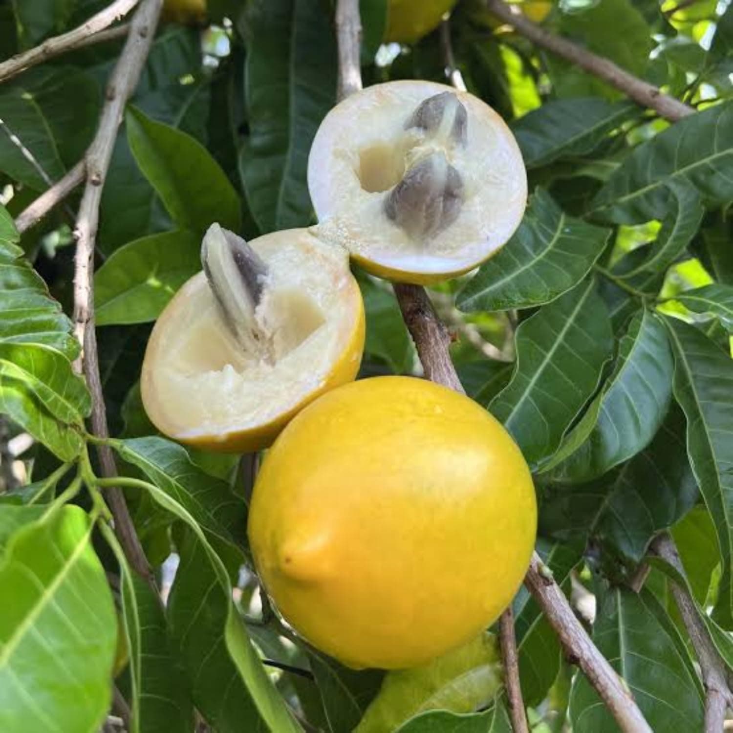Organic AbiuFruit