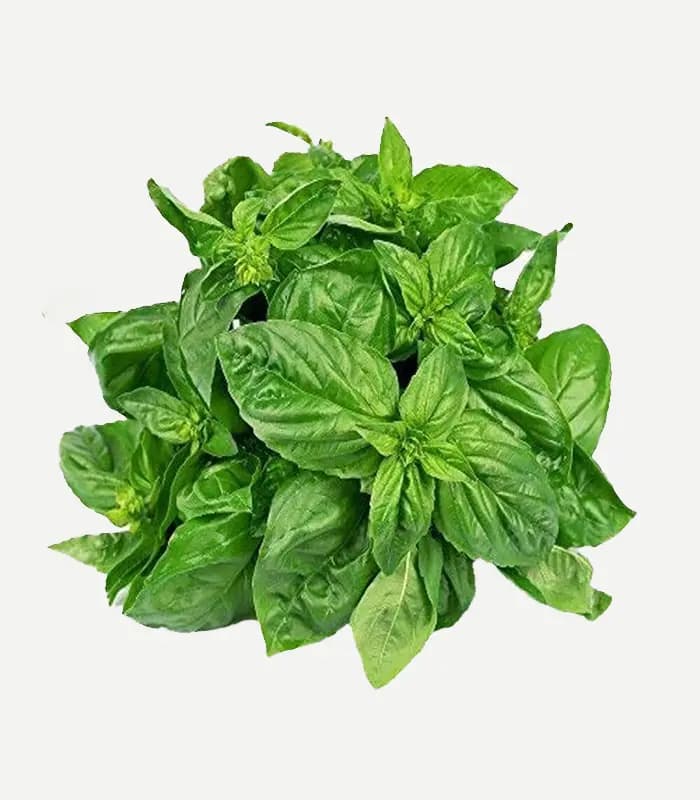 Organic Basil Leaves