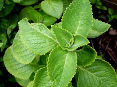 Organic Dodda Pathra Leaves