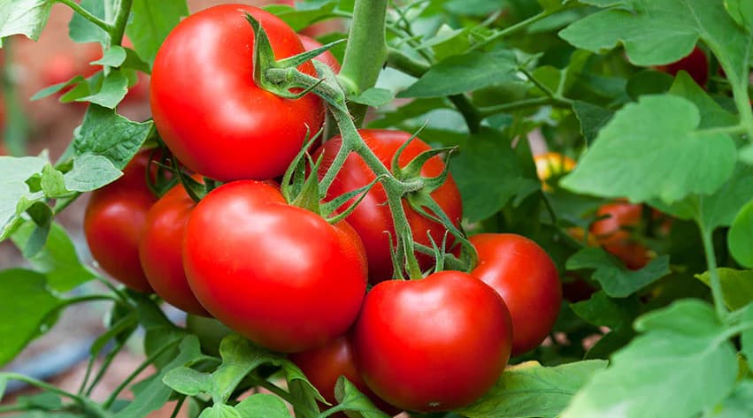 Organic Tomato Nati