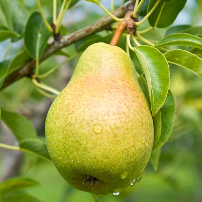 Organic Bartlett Pear