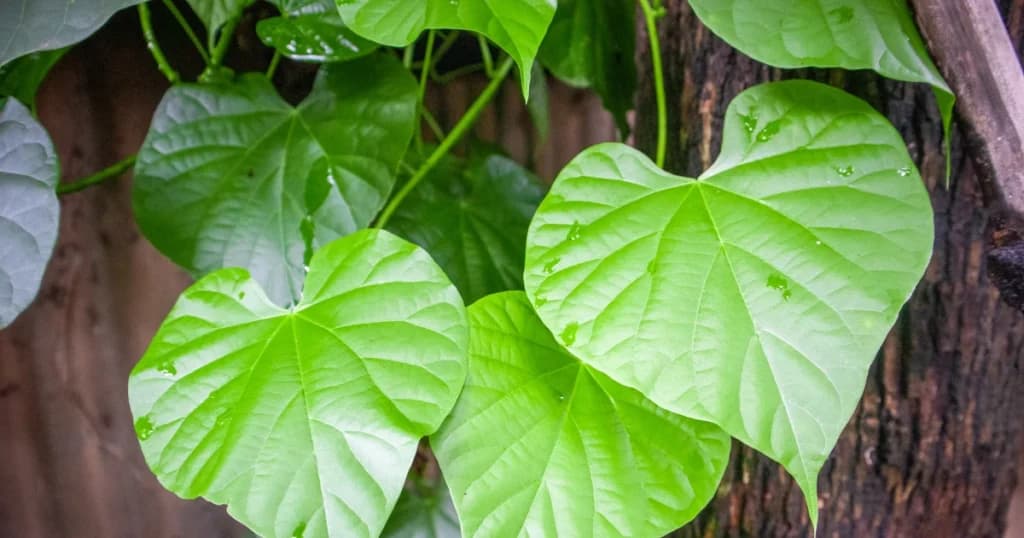 Organic Amruthaballi