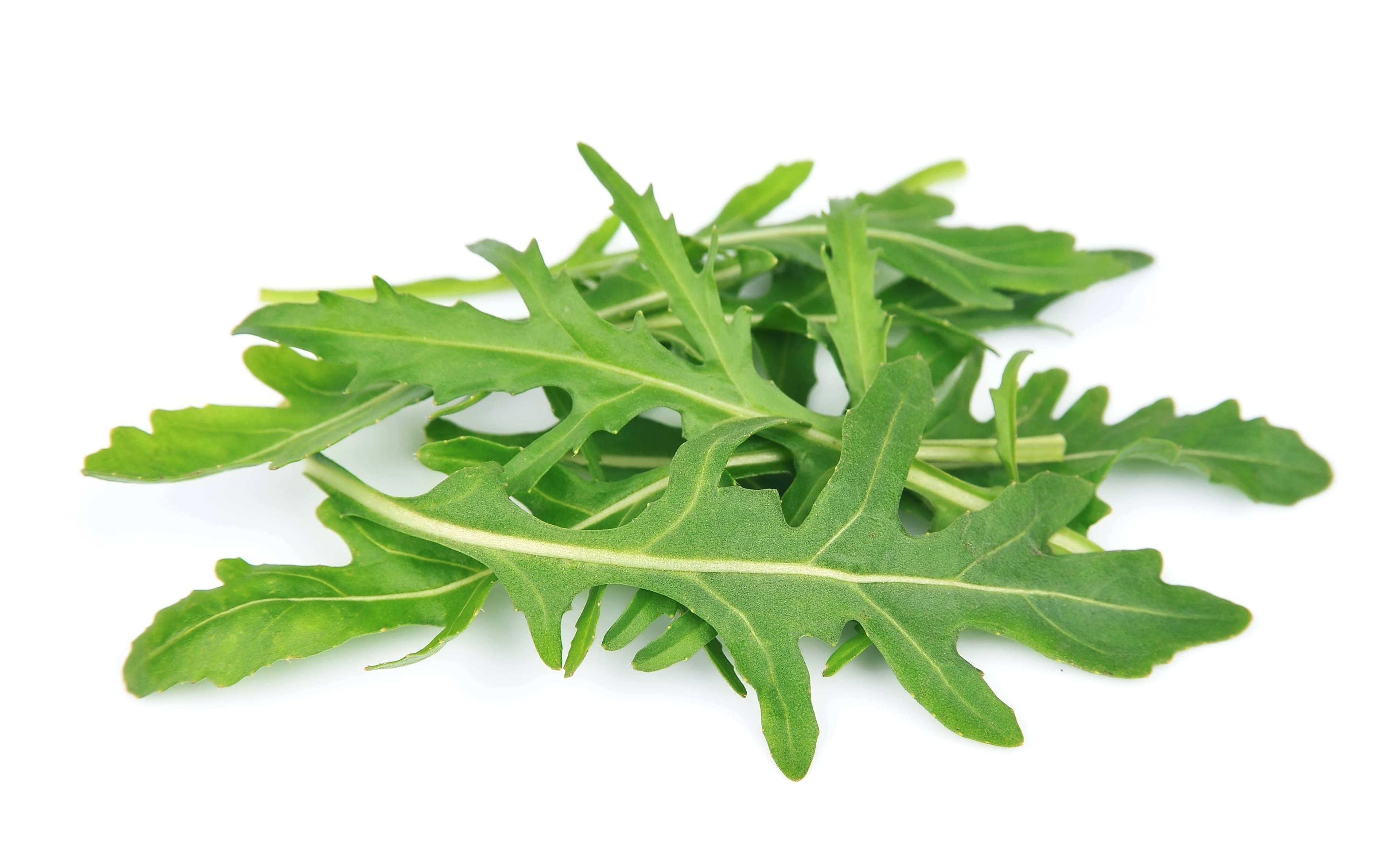 Organic Aragula Leaves