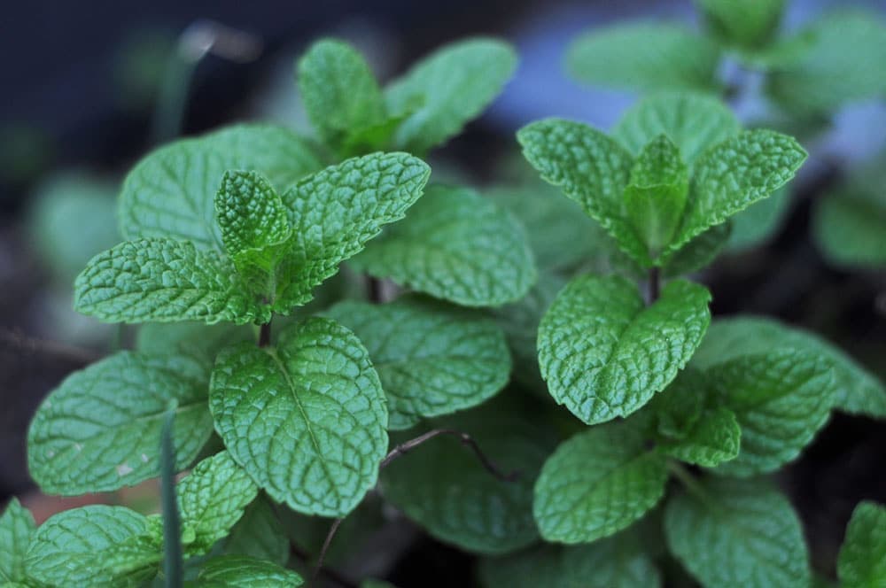 Organic Mint Leaves