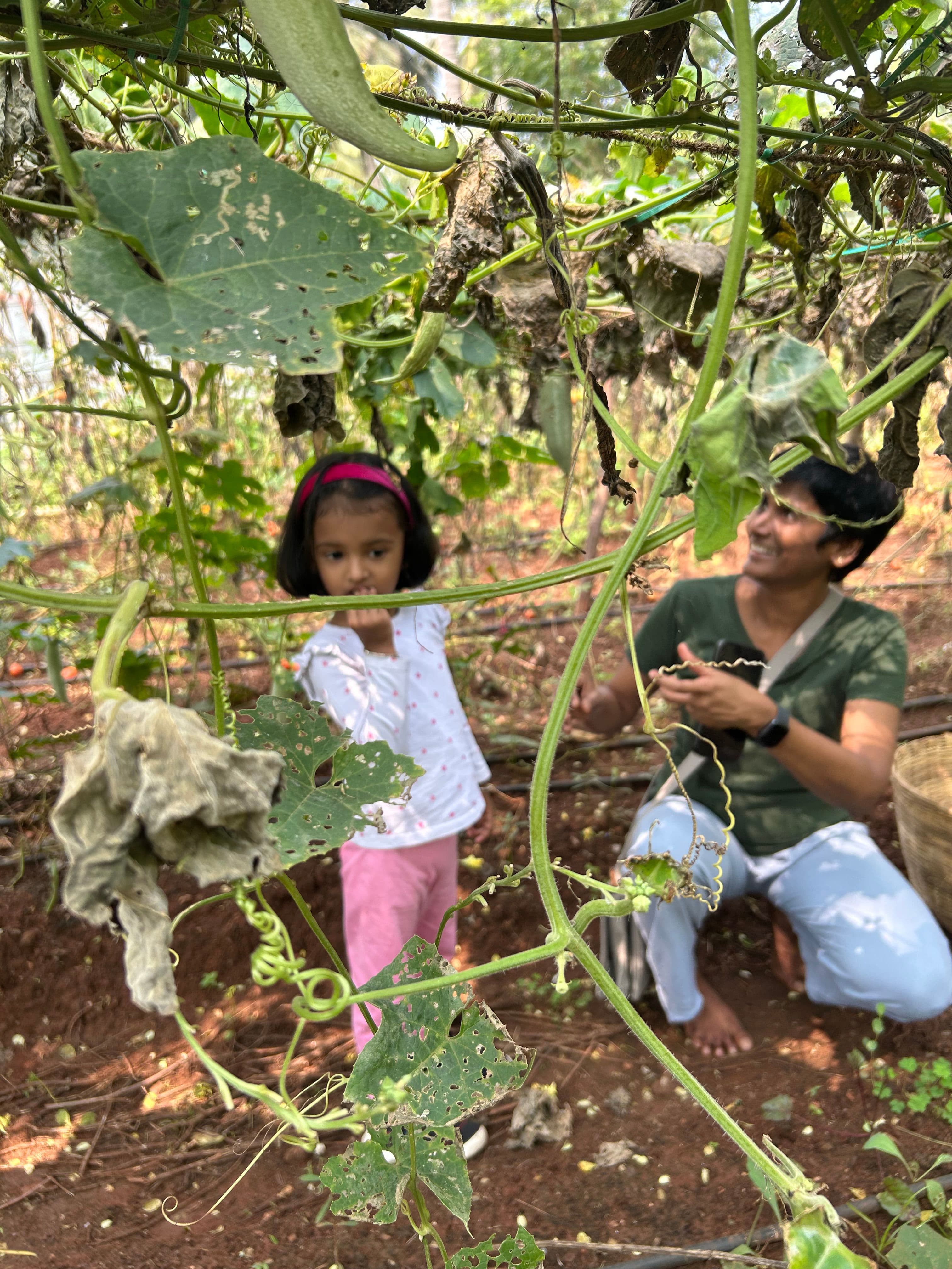 Farm Fresh Harvest 2